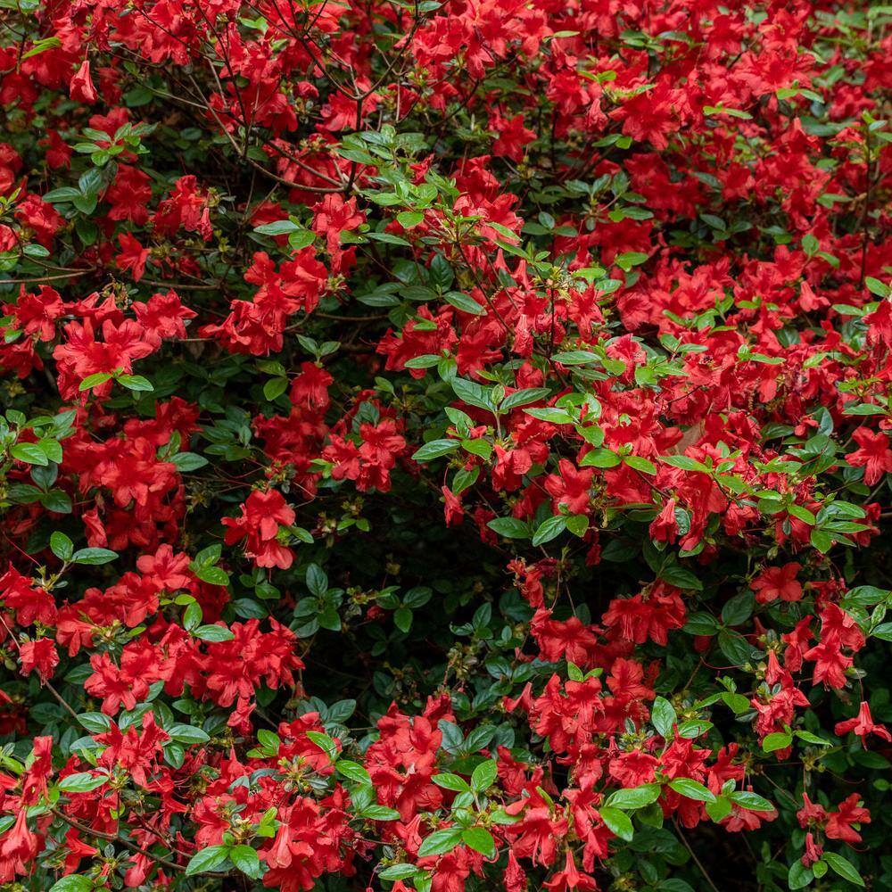 BELL NURSERY 1 Gal. Stewartstonian Azalea Live Evergreen Shrub Orange-Red Flowers (3-Pack) AZLEA1STE3PK