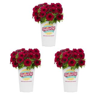 SUPERCAL 2.5 Qt. Bordeaux Premium SuperCal Petunia Outdoor Annual Plant with Red Flowers (3-Pack) 4283