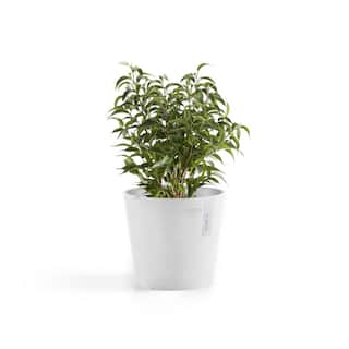 O ECOPOTS BY TPC Amsterdam 10 in. Pure White Premium Sustainable Planter AM.25.PW