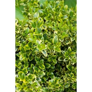 Online Orchards 1 Gal. Goldentip Boxwood Shrub Goldensplashed Foliage Further Brightens a Colorful Evergreen Classic EGBX002