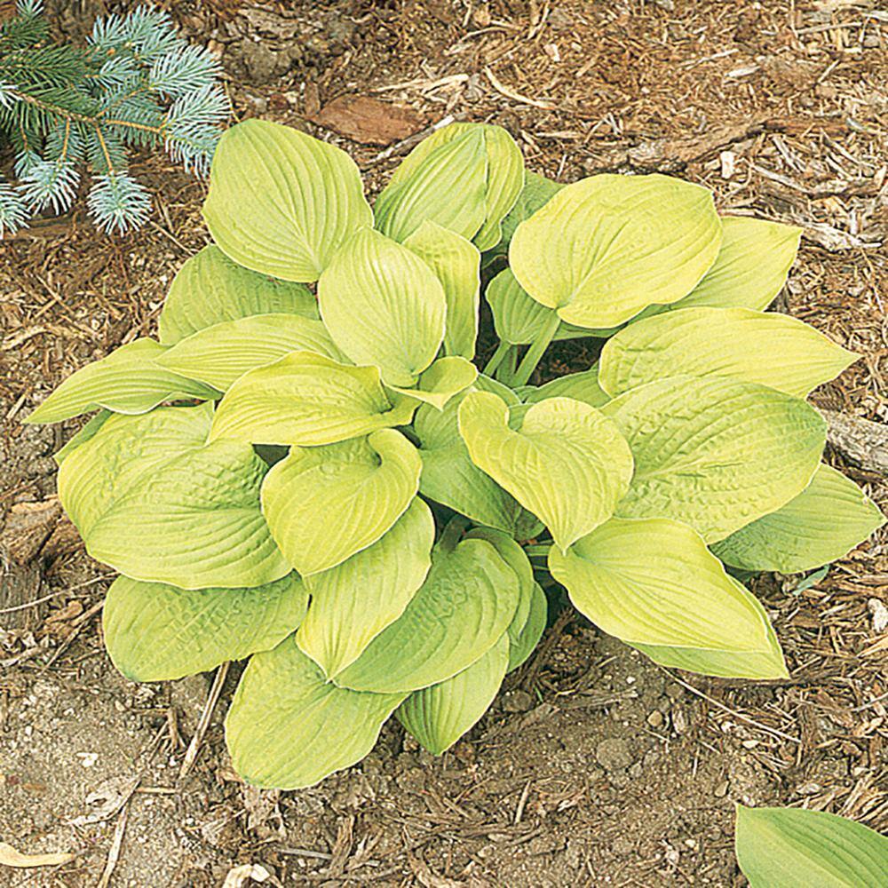 METROLINA GREENHOUSES 2.5 Qt. August Moon Green Hosta Plant 2010