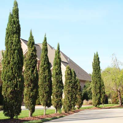 Italian Cypress Evergreen Trees - Cannot Ship to AZ