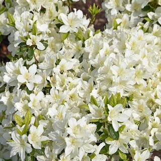 national PLANT NETWORK 2.25 Gal. Azalea Mrs. G.G. Gerbing Flowering Shrub with White Blooms HD7017