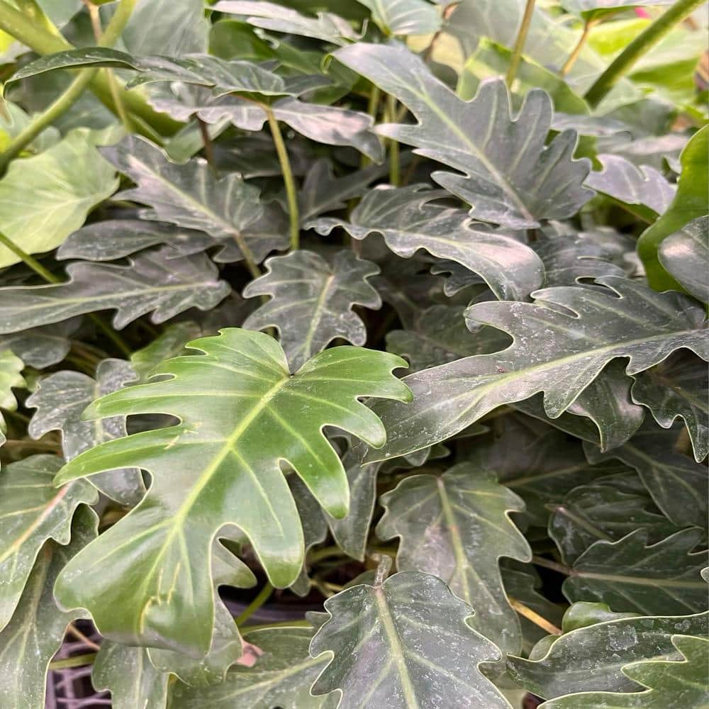 OnlinePlantCenter 3- Gal. Xanadu Philodendron (Thaumatophyllum) Plant in 10 in. Black Grower Pot PHIL0022G3