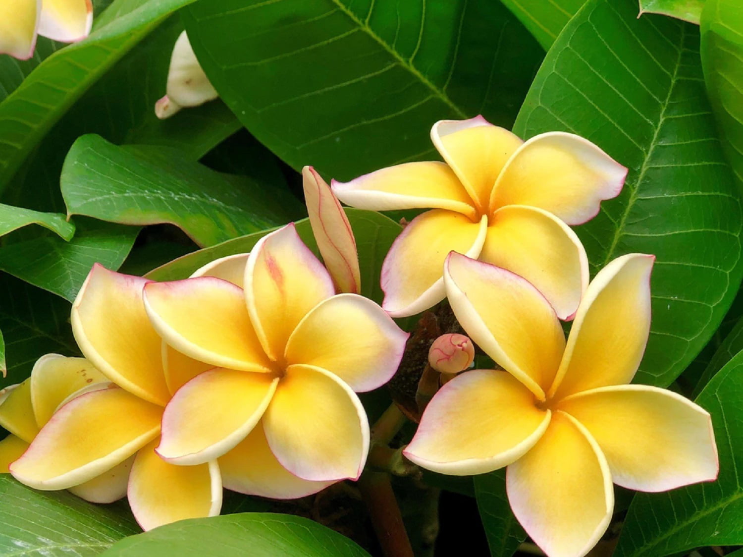 Yellow Hawaiian Live Plumeria Frangipani Plant Shrub Cutting  9