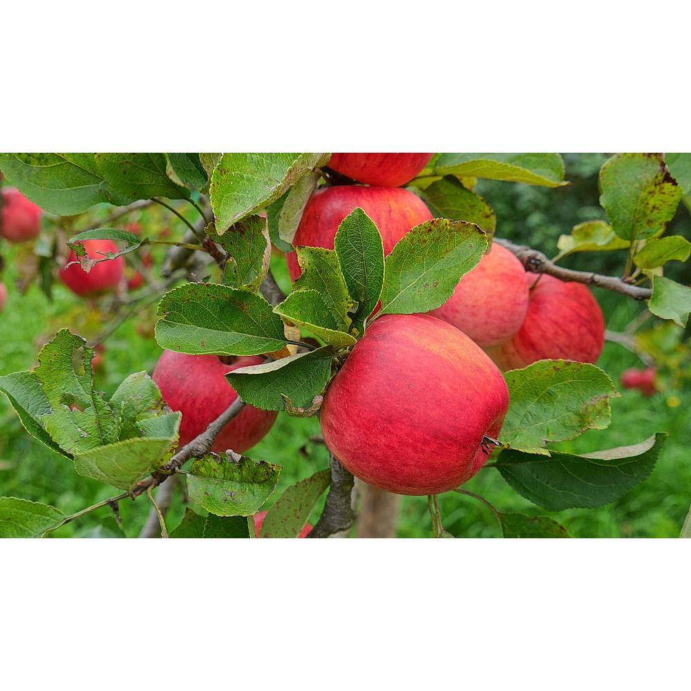 Online Orchards Cortland 3 ft. - 4 ft. Tall 2-Years Old Apple Tree Bare-Root FTAP011