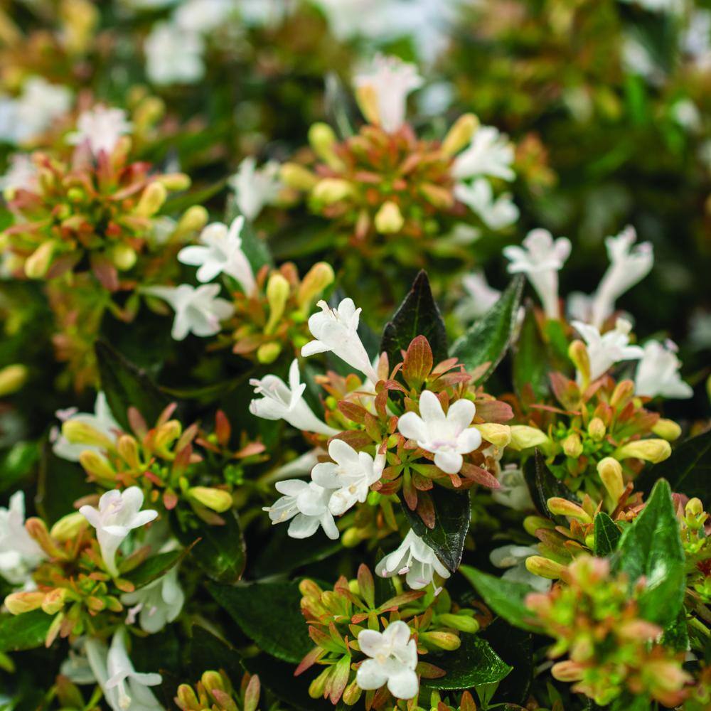 national PLANT NETWORK 3 Gal. Abelia Apple Perfection Shrub with White Flowers HD1673