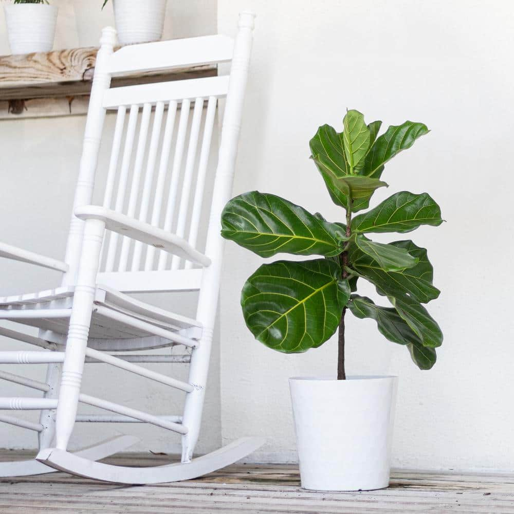 United Nursery Ficus Lyrata Standard in 10 White Decor Pot 00489