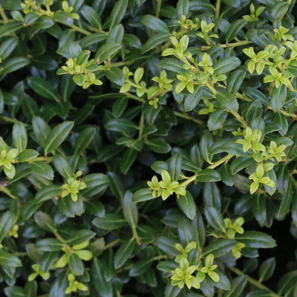 national PLANT NETWORK 2.25 Gal. Holly Soft Touch Shrub HD7150