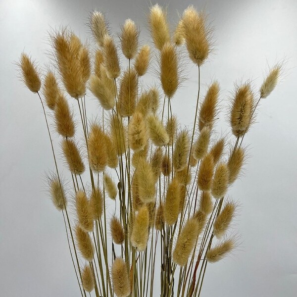 Bundle of 4 Bunch Dried Bunny Tails Grass2024 apx 1 oz