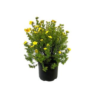 2.25 Gal. Goldfinger Potentilla Live Shrub with Yellow Summer Flowers O616503
