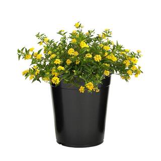 ALTMAN PLANTS 1 Gal. Lantana New Gold Plant 0881267