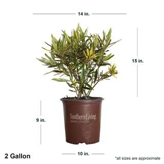 SOUTHERN LIVING 2 Gal. Twist of Pink Oleander Evergreen Shrub Green and White Variegated Foliage Pink Blooms 43502