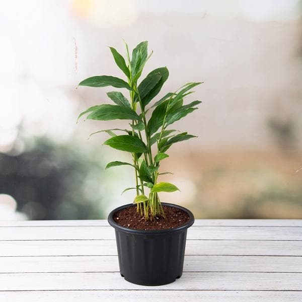 Alpinia Purpurata, Red Ginger - Plant