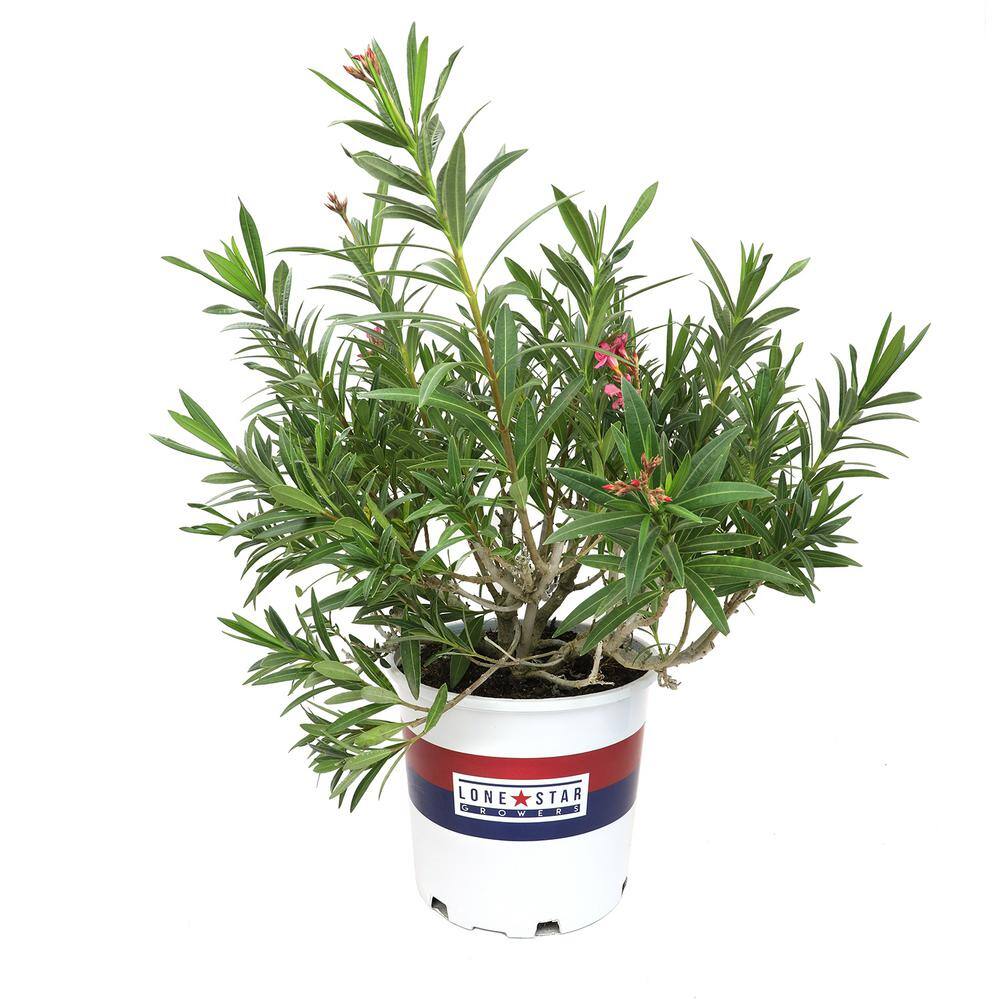 ALTMAN PLANTS Lone Star Growers 8 qt. Oleander Shrub (Nerium Flirt) Dark Pink Blooms 0872607