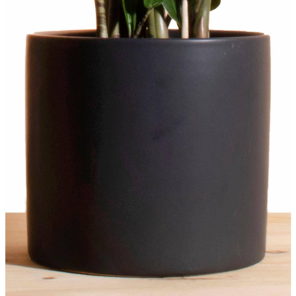 Shop Succulents Zanzibar Gem ZZ Plant in 6 in. Modern Ceramic Black Planter Pot 1-ZZ-CYL-BLK-6