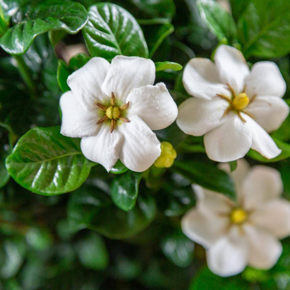 SOUTHERN LIVING 2 Gal. Diamond Spire Gardenia Shrub with Fragrant White Blooms 17116