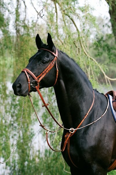 Stübben Horse Running Martingale