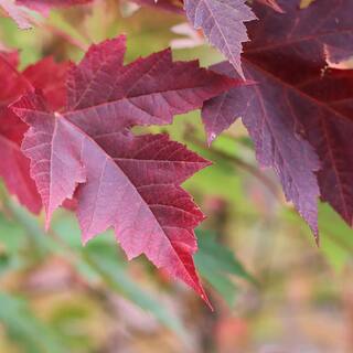 7 Gal. Celebration Maple Shade Tree MAPCEL07G