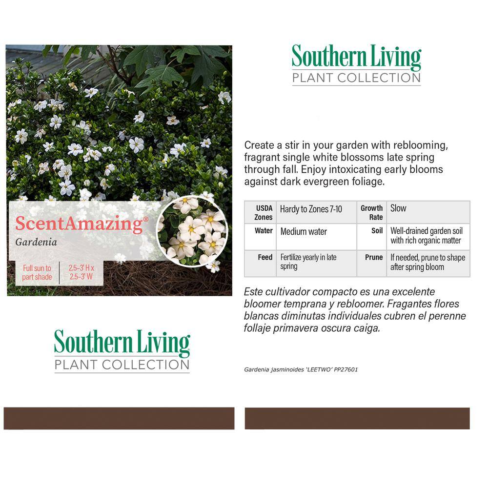 SOUTHERN LIVING 2 Gal. Scent Amazing Gardenia Shrub with White Flowers 14421