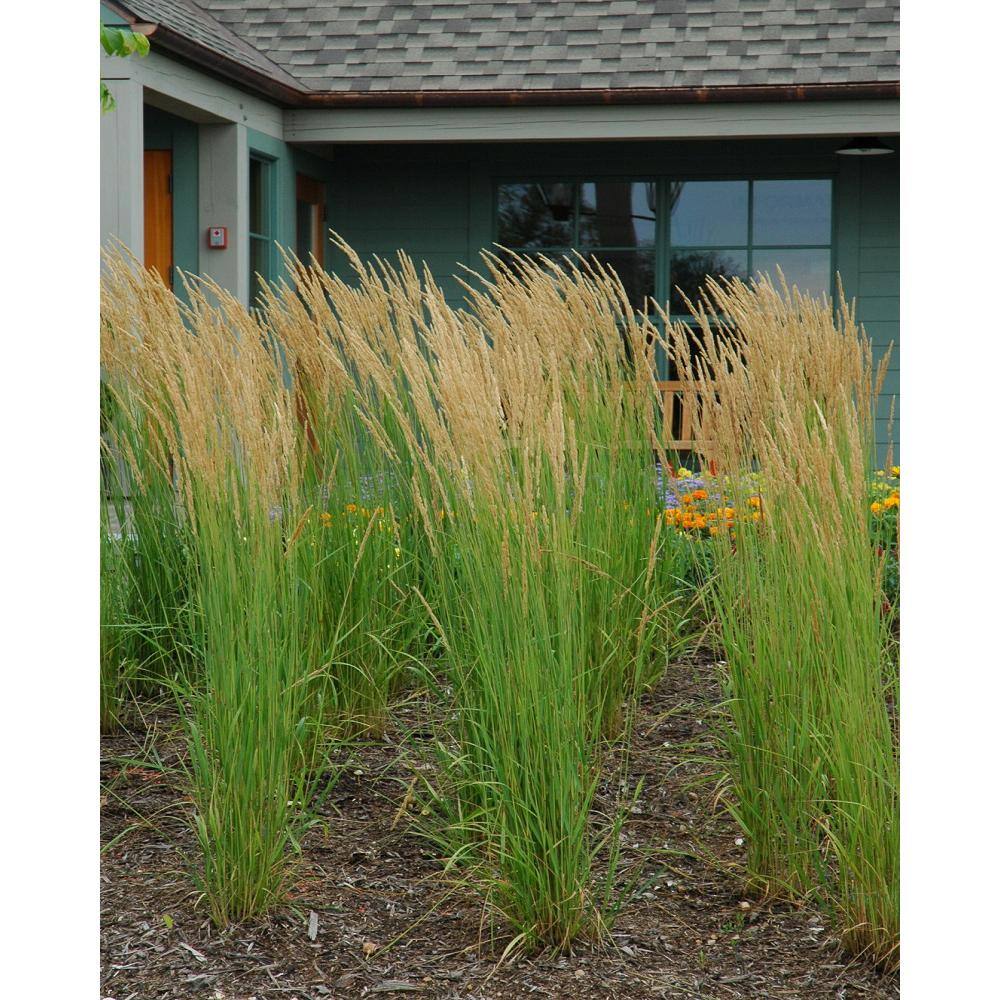 Online Orchards 1 Gal. Karl Foerster Feather Reed Grass GROR016