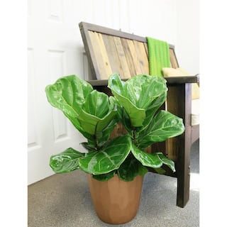 Costa Farms Fiddle Leaf Fig Indoor Plant in 10 in. Black Grower Pot Avg. Shipping Height 1-2 ft. Tall 10PAN