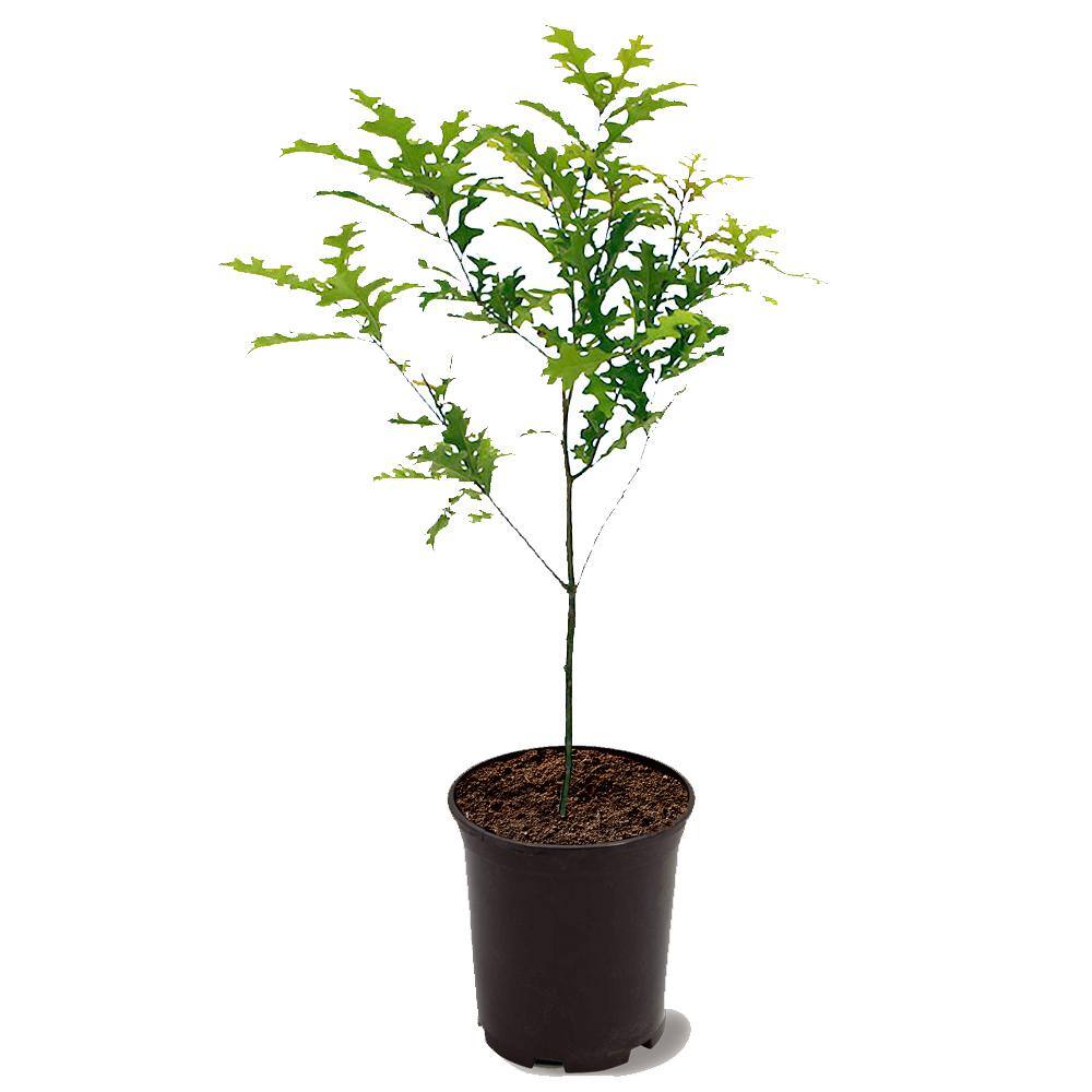 1 Gal. Nutall Oak Shade Tree OAKNUT01G