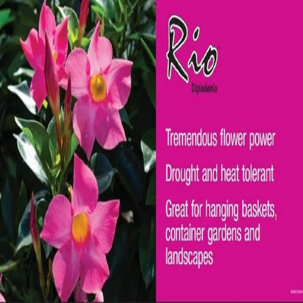 Rio 2.5 Gal. (#12) Planter Dipladenia Flowering Annual Shrub with Assorted Blooms Colors and Combinations 1001319350