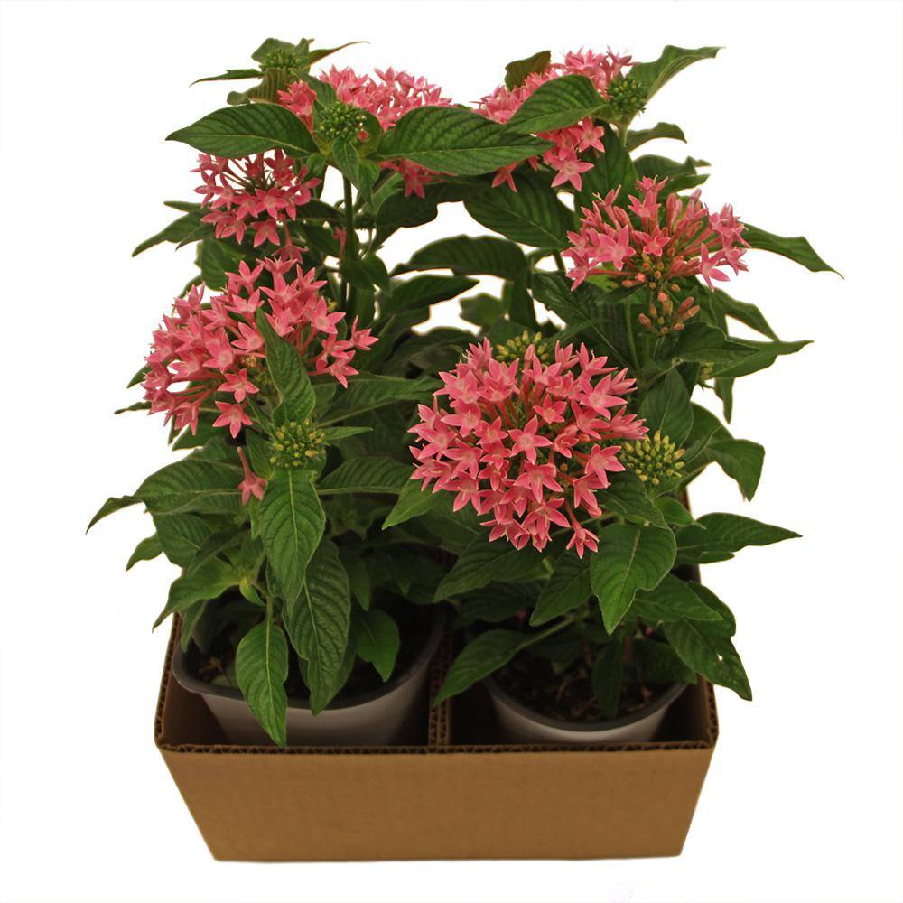 Costa Farms Bright Red Penta Outdoor Flowers in 1 Qt. Grower Pot Avg. Shipping Height 10 in. Tall (8-Pack) 4PENTBLBRRED8PK