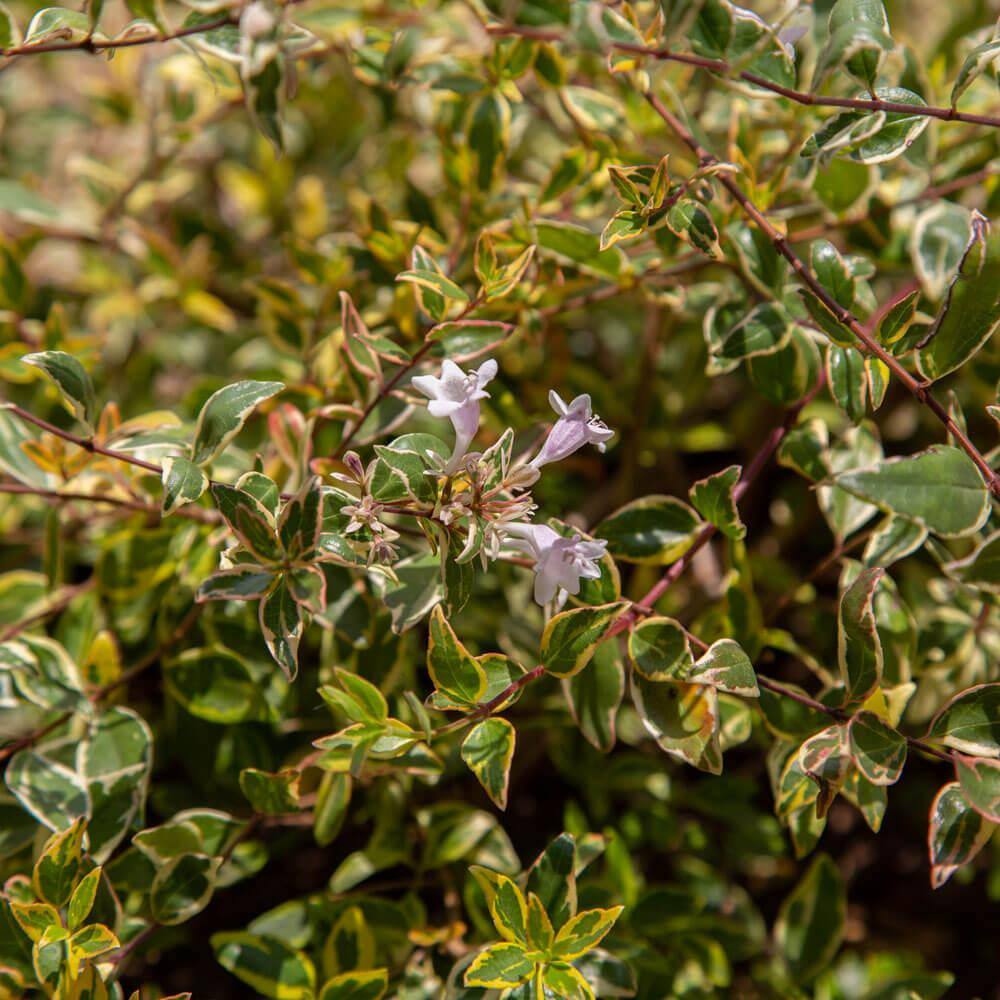 SOUTHERN LIVING 2.5 Qt. Miss Lemon Abelia With Light Pink Flowers Live Semi-Evergreen Shrub Plant 0157Q