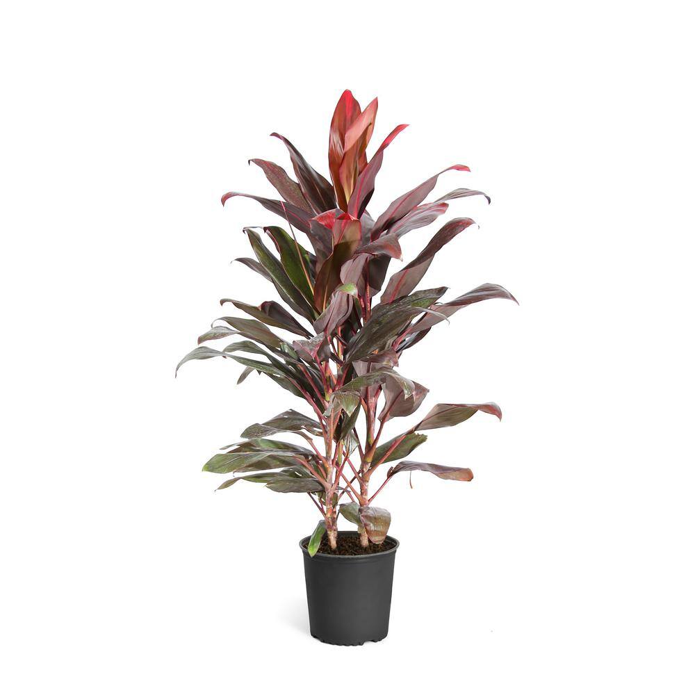 Brighter Blooms 3 Gal. Cordyline Florica Plant COR-FLO3