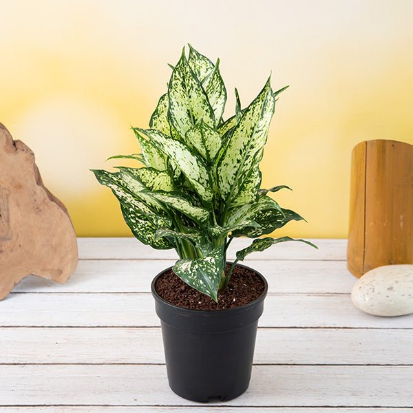 Aglaonema costatum, Chinese Evergreen (Green) - Plant