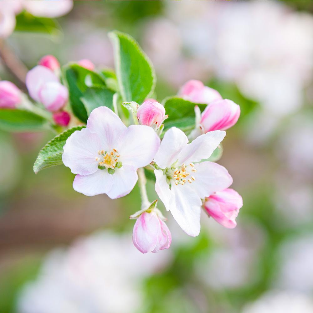 Granny Smith Apple Tree