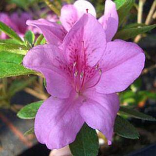 BELL NURSERY 1 Gal. Violetta Azalea Live Flowering Evergreen Shrub Purple-Pink Flowers AZLEA2VIO1PK