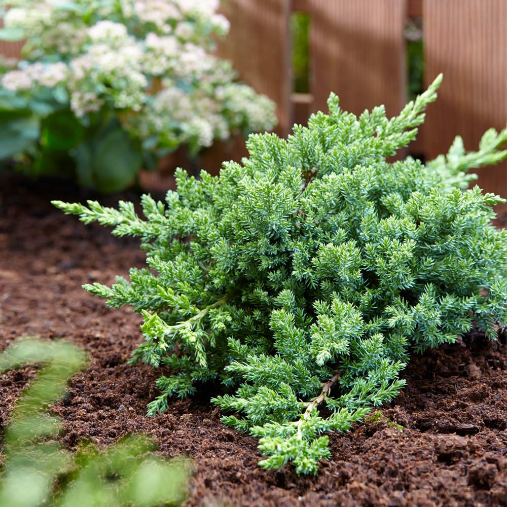 Green Mound Juniper