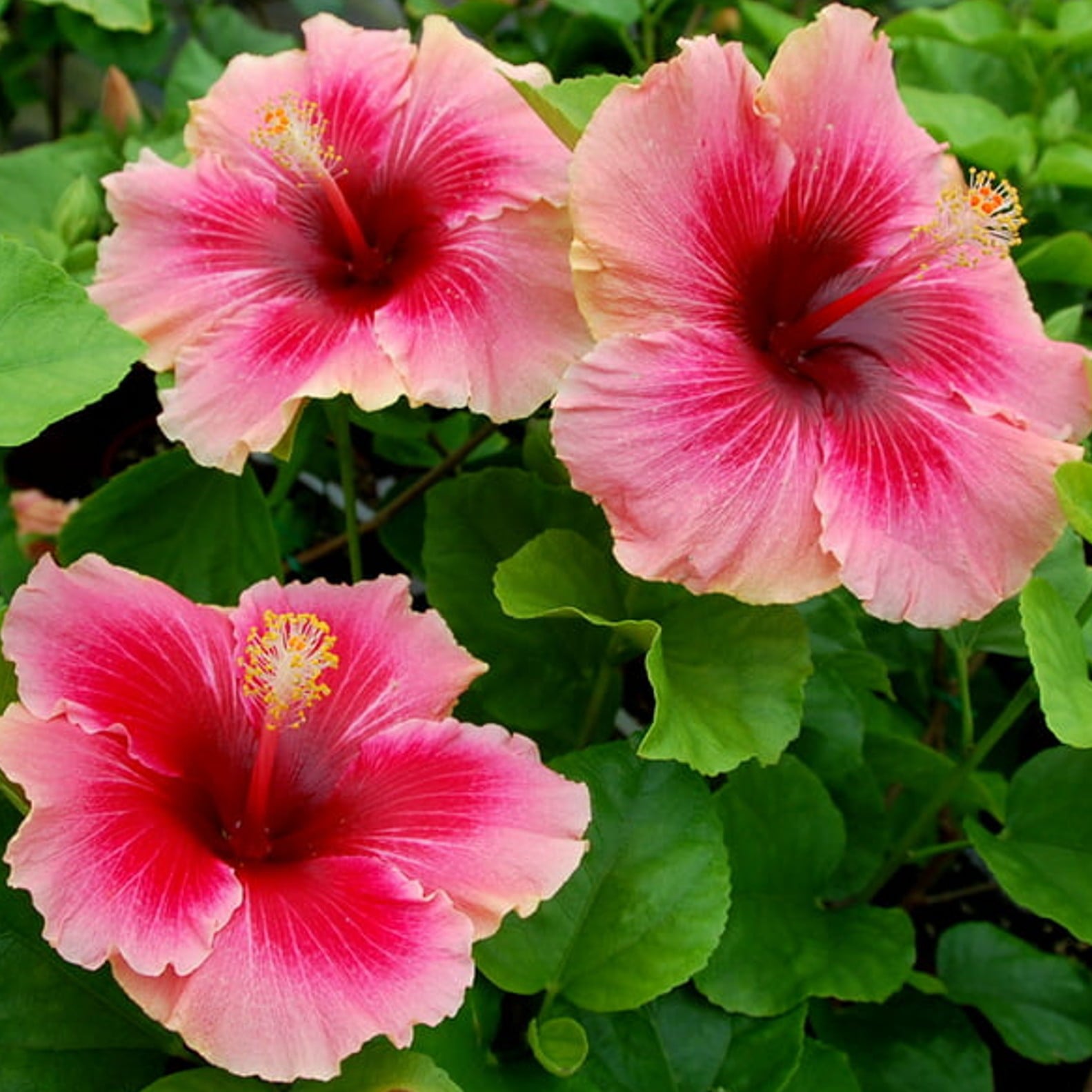 Valentine's Day Rose of Sharon (Hibiscus) Flower Shrub， Blue Flowers Hardy Korean Rose of Sharon Starter 25+ seeds pack