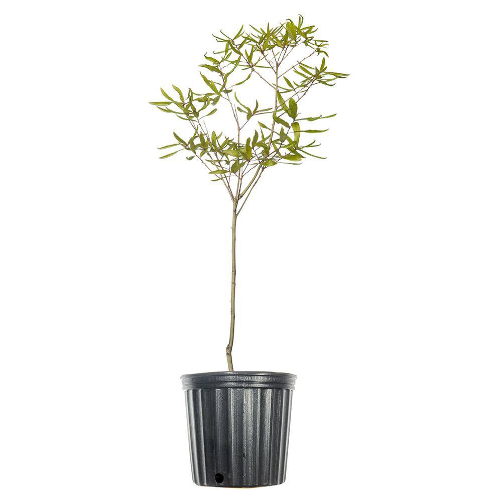 Perfect Plants Willow Oak Tree in 1 Gal. Growers Pot THD00572