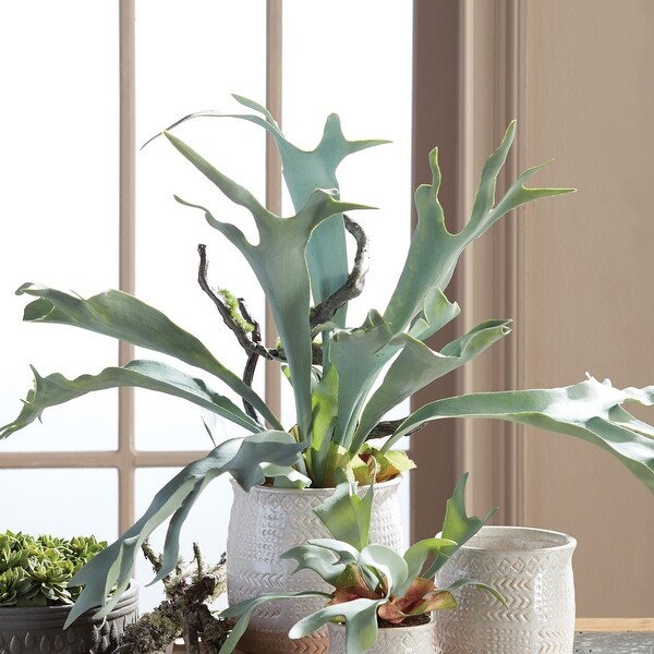 Staghorn Fern DropIn 22