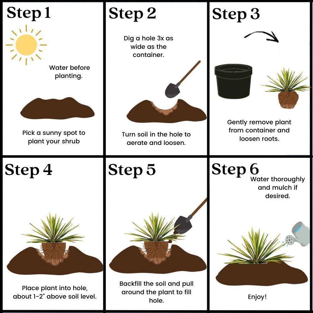 2.25 Gal. Color Guard Yucca Plant with Creamy White and Dark Green Foliage 13120