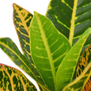 Joseph's Coat Croton Petra Plant in 4 in. Grower Pot 4_CROTON_PETRA