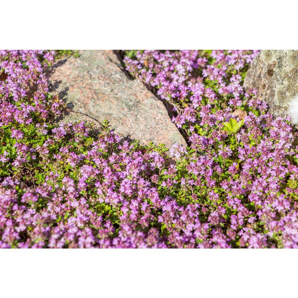 BELL NURSERY 1 Gal. Pink Chintz Creeping Thyme (Thymus serpyllum) Live Flowering Full Sun Perennial Groundcover Plant THYME1PNK1PK