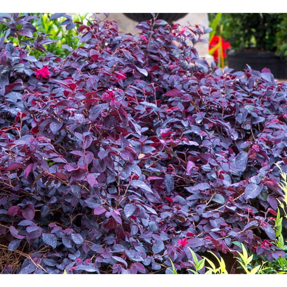 national PLANT NETWORK 2 Gal. Southern Living 'Red Diamond' Loropetalum Plant with Red Blooms HD7653