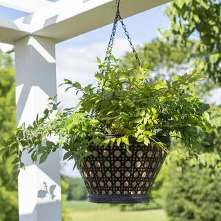 BUSHEL AND BERRY 1 Gal. Bushel and Berry Midnight Cascade Hanging Blueberry Live Plant HD1666