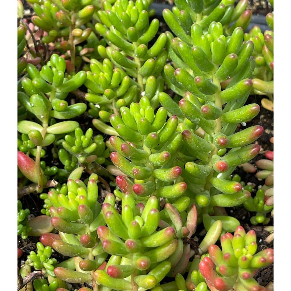 Cesicia Sedum Rubrotinctum Jelly Bean Spreading Plant (3-Pack) MMPlant14