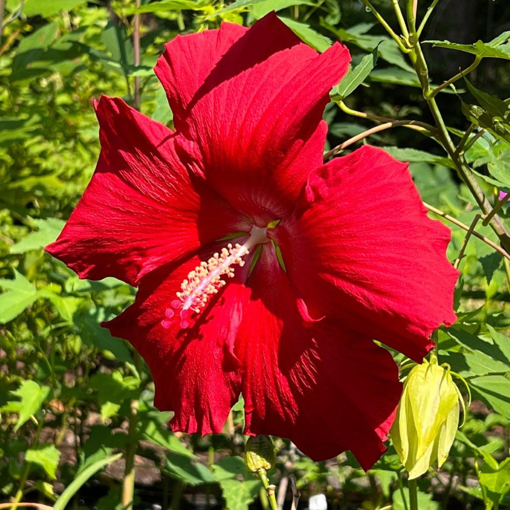 Lord Baltimore Hibiscus