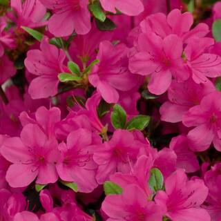 national PLANT NETWORK 2.25 Gal. Rene Michelle Azalea Plant with Pink Blooms HD7617
