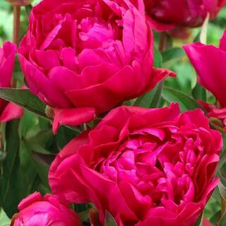 BELL NURSERY 2 Gal. Karl Rosenfield Peony (Paeonia) Live Shrub with Cherry Red Double Blooms PEONY2KRP1PK