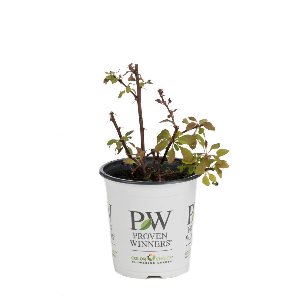 PROVEN WINNERS 4.5 in. qt. Sunjoy Tangelo Barberry (Berberis) Live Shrub Orange and Green Foliage BEBPRC1067800