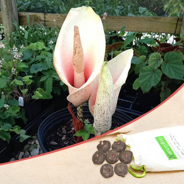 Amorphophallus Bulbifer, Voodoo Lily, Devils Tongue, Corpse Flower (Pink) - Bulbs (set of 5)