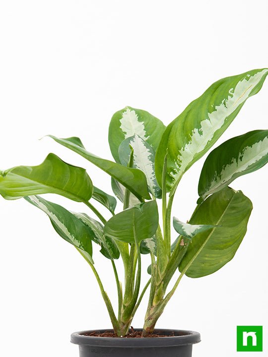 Aglaonema Jubilee Petite - Plant